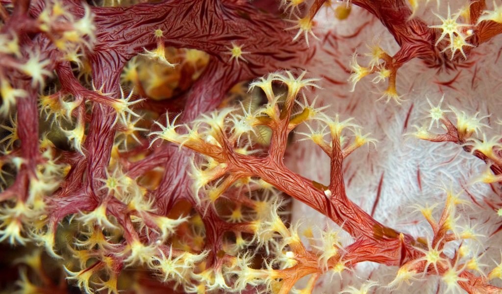 Красные кораллы