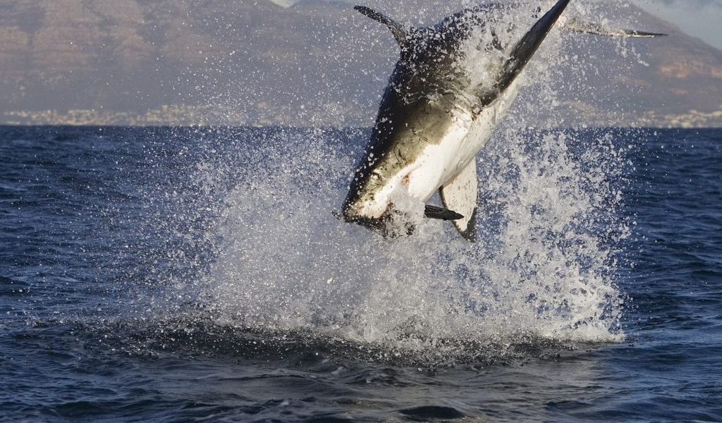 Акула в нападении