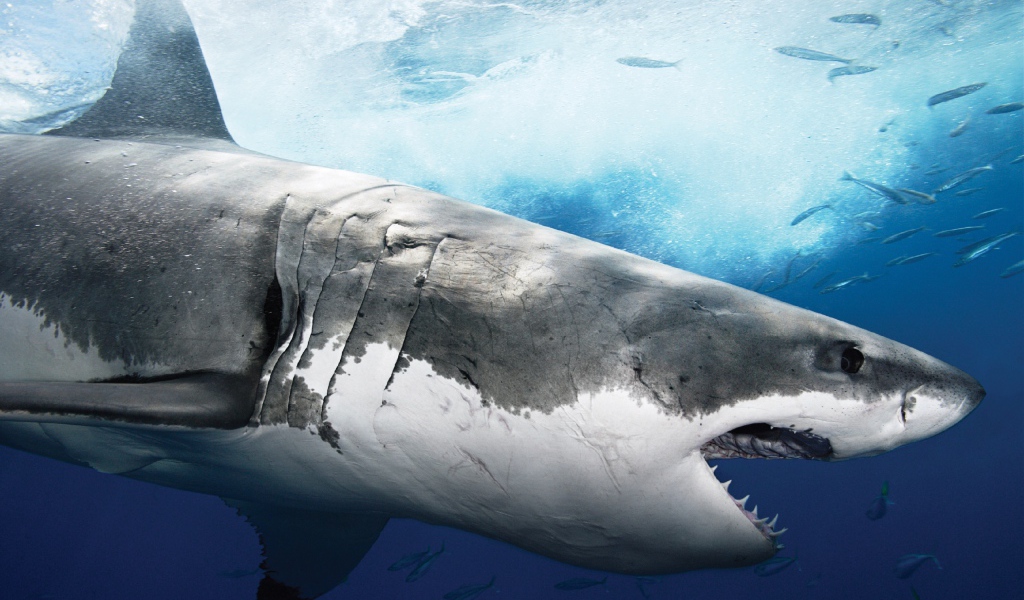Акула людоед Шарм Эль Шейх