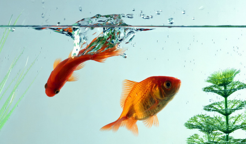 Рыбки золотые