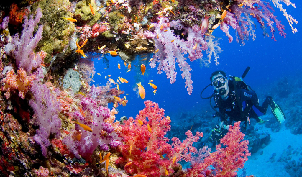 Красота подводного мира