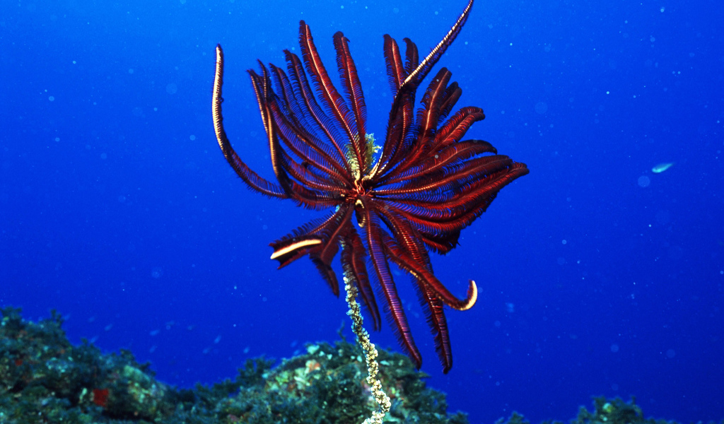 Подводный мир Красного моря