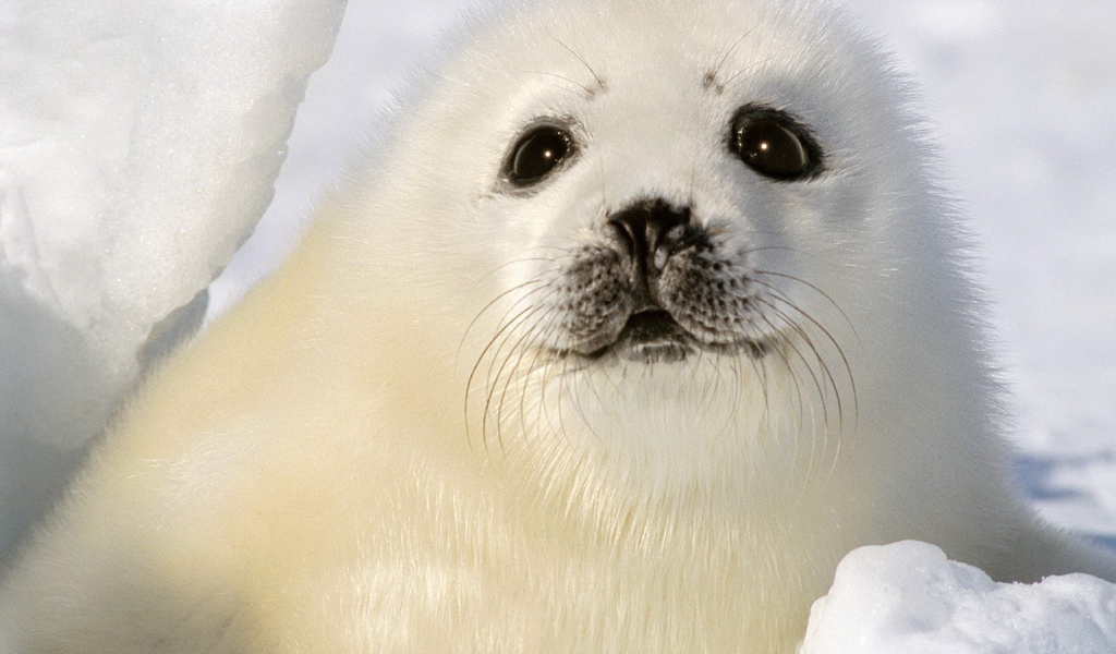 Малыш тюлень