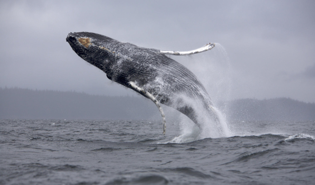 Кит в прыжке