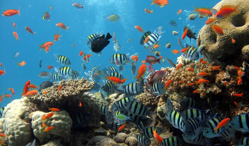 Аквариум рыбки на рабочем столе