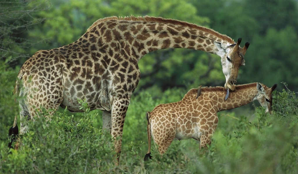 Семья жирафов