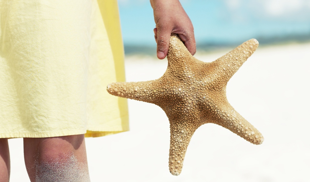 Морская звезда в руке