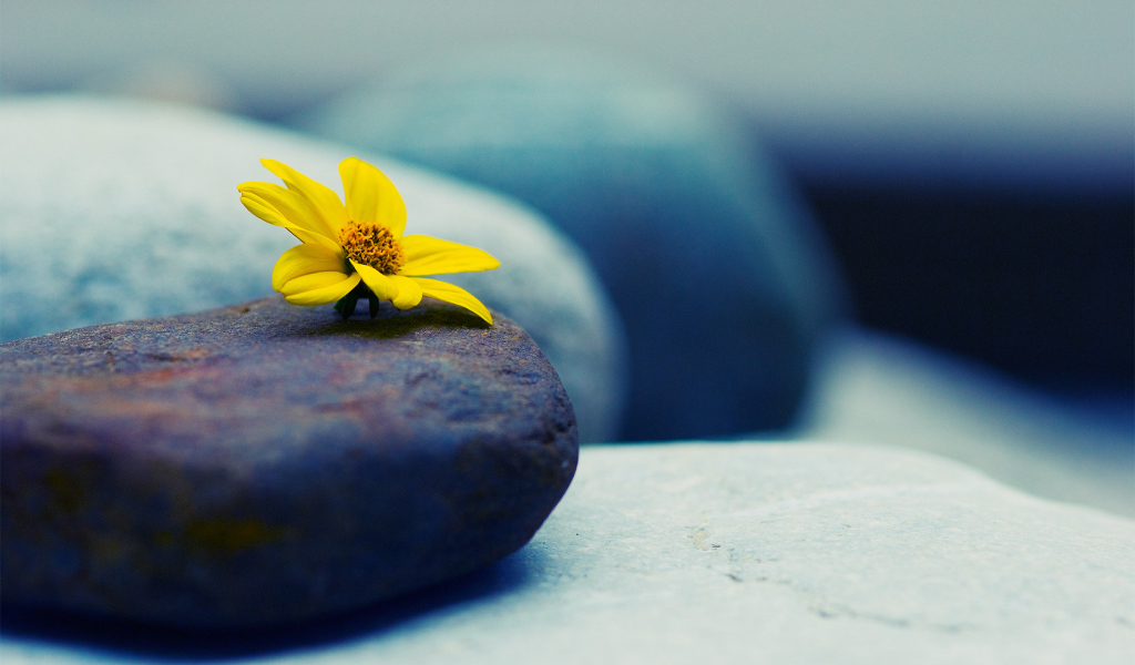 Камни и цветок
