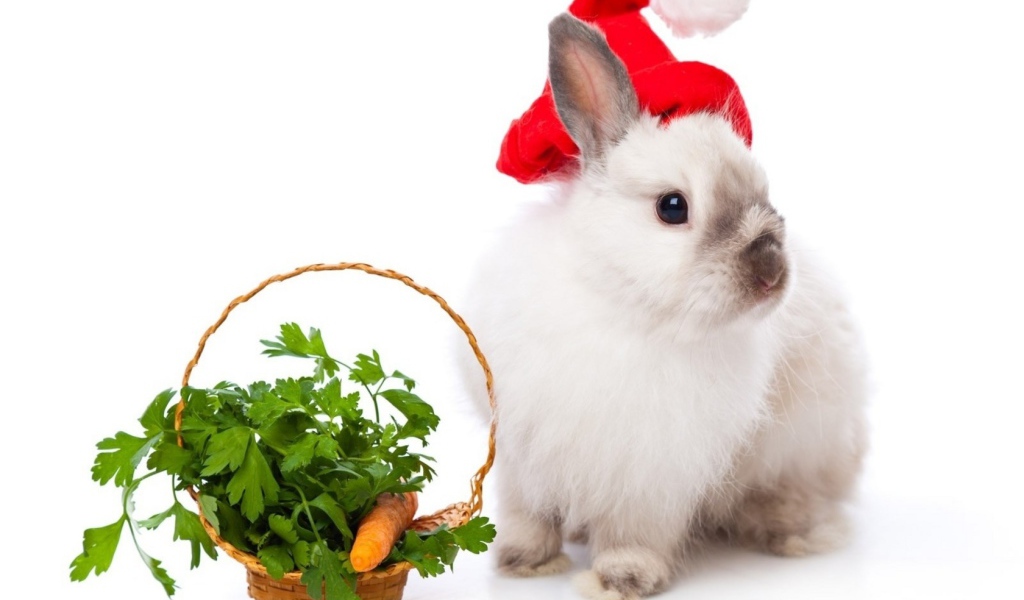 Кролик в колпаке