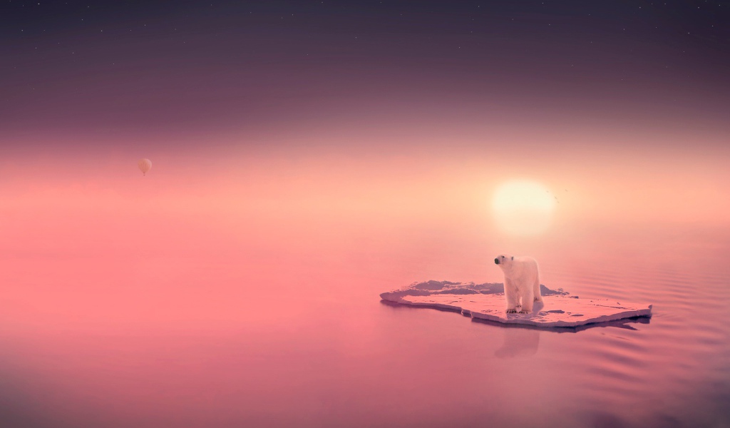 Медведь путешественник