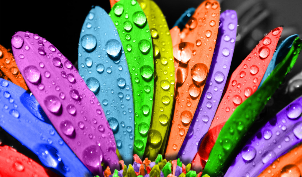 Цветные лепестки