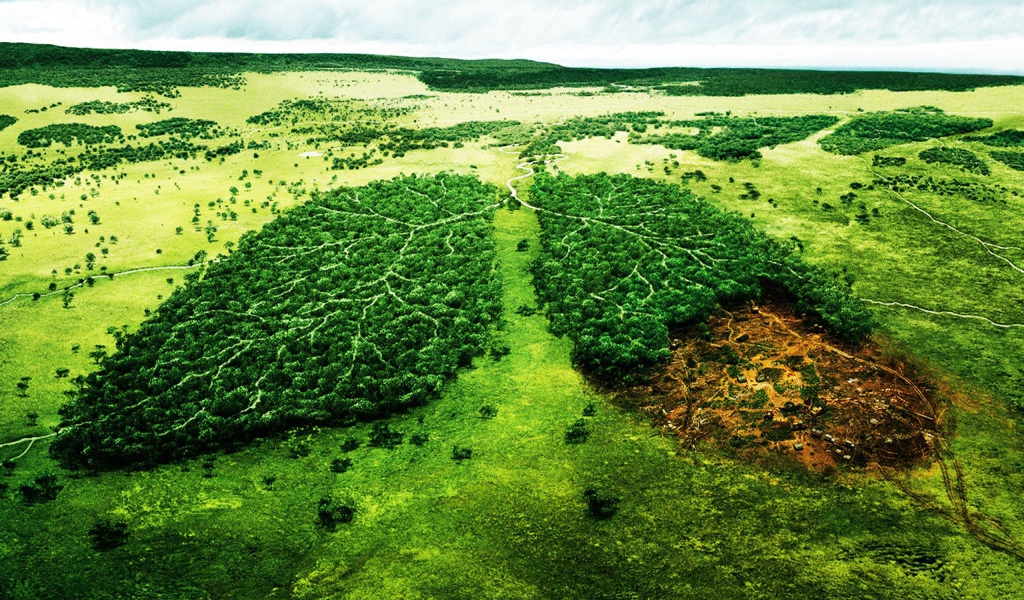 Вырубка леса Больные легкие