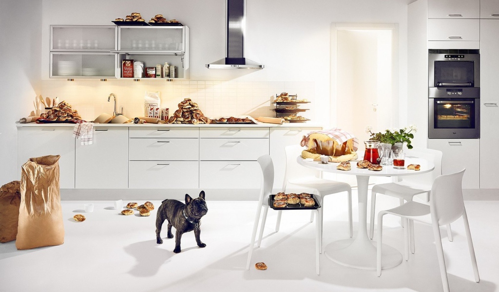 Собачье счастье