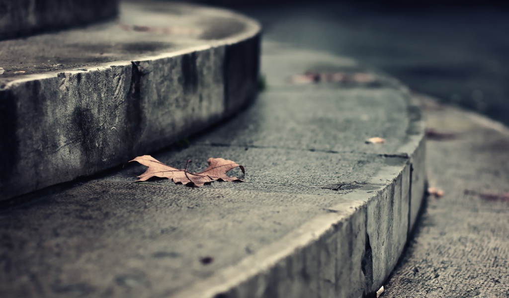 Листья на ступеньках