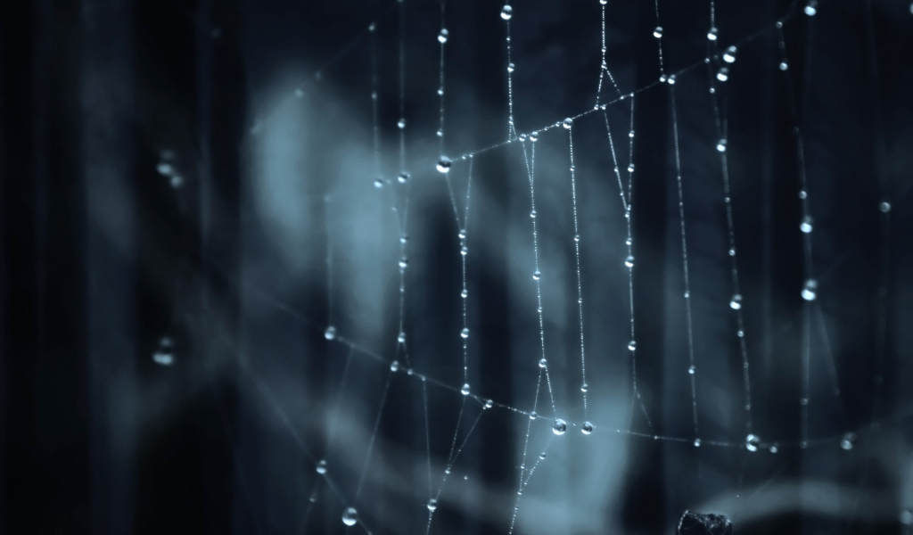 Паутина паук лес