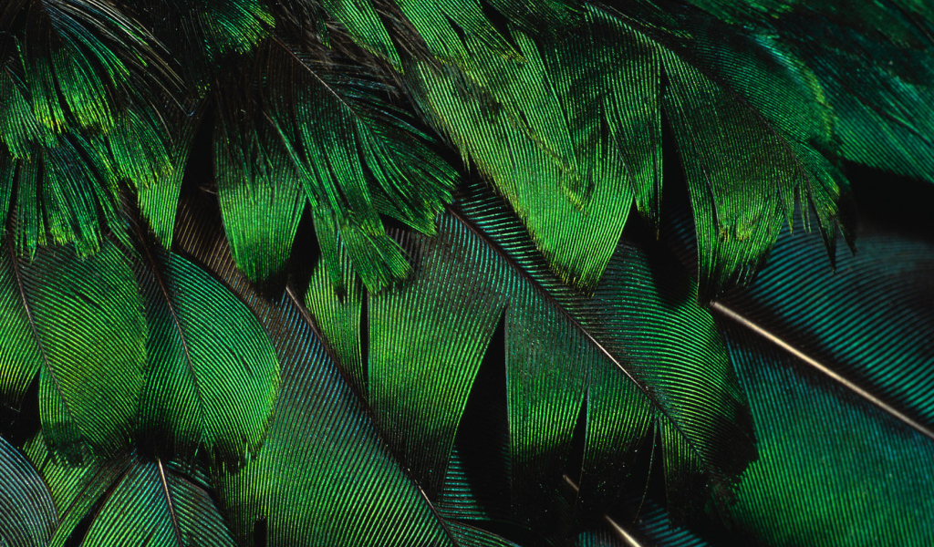 Зеленые перья павлина