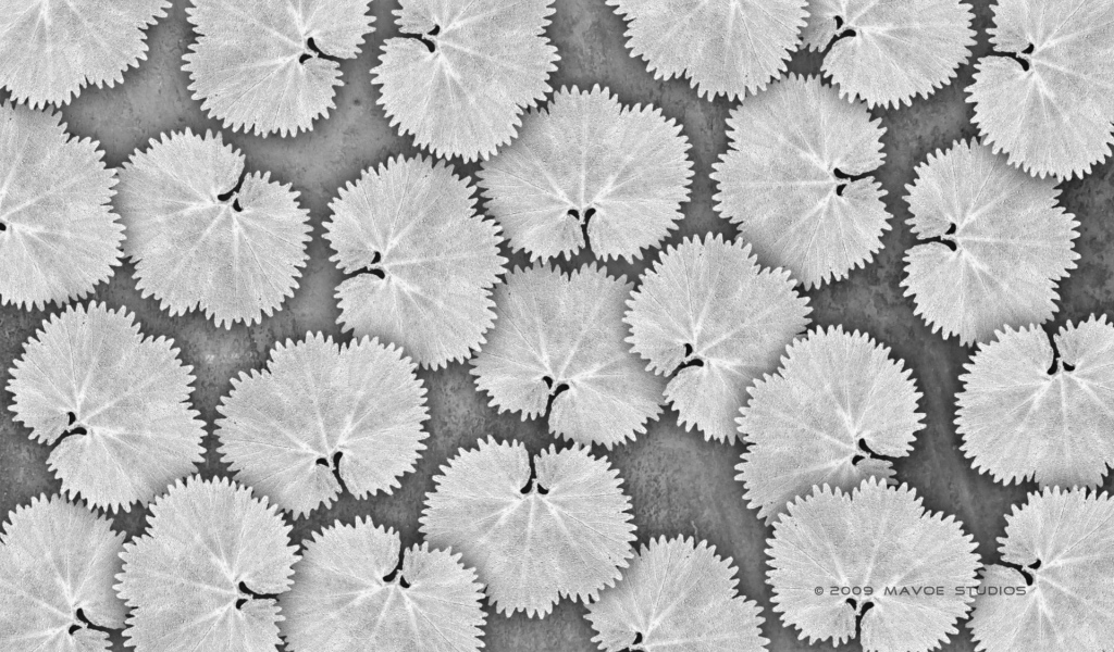 Белые листья