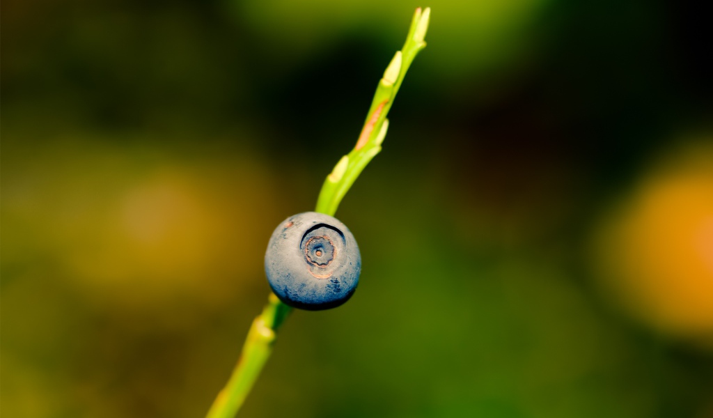 Ягода черника