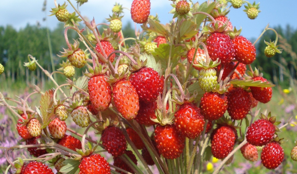 Пучок земляники