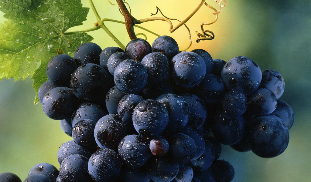 Виноград