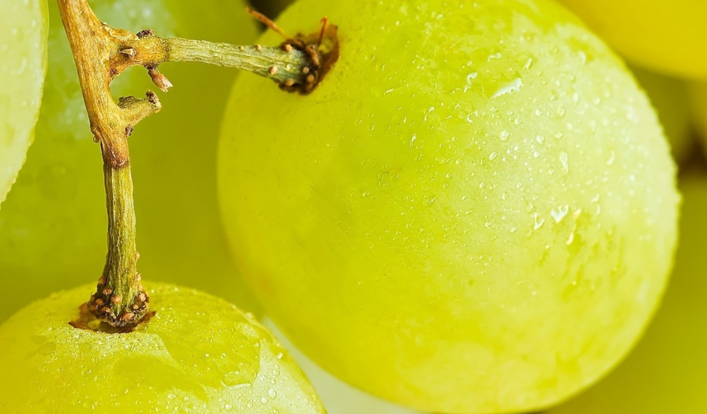 Виноград на веточке