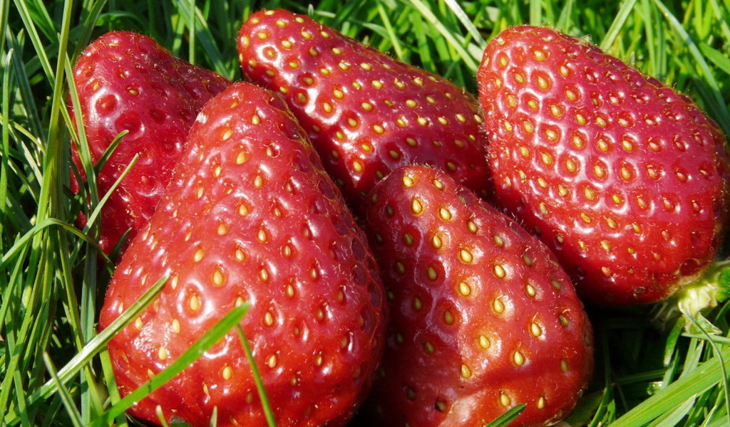 Спелая клубника