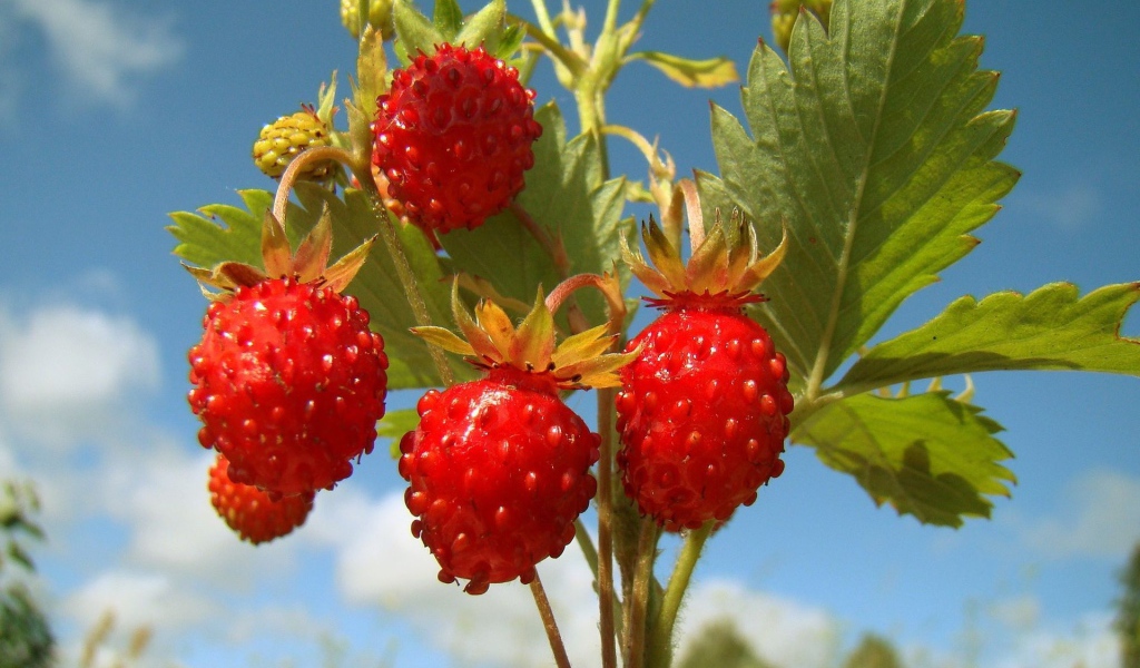 Земляничка