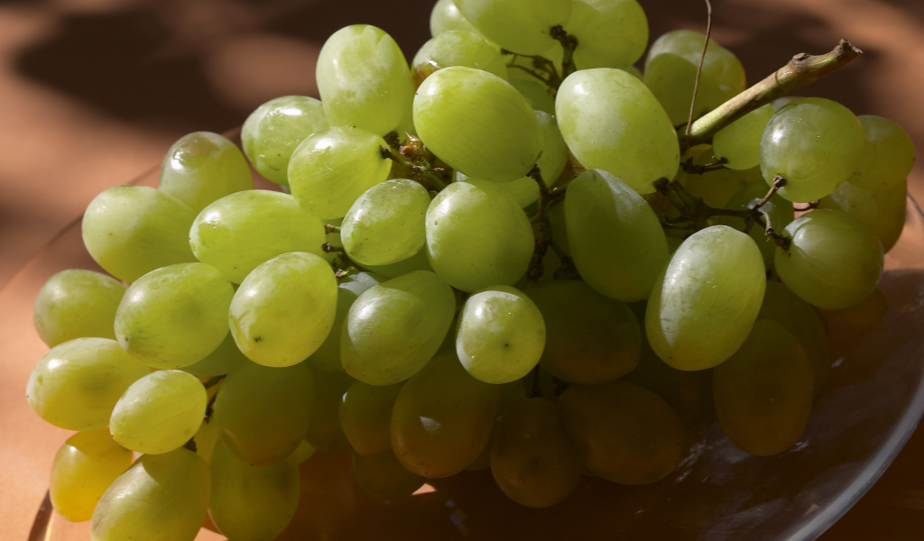 Виноградная лоза