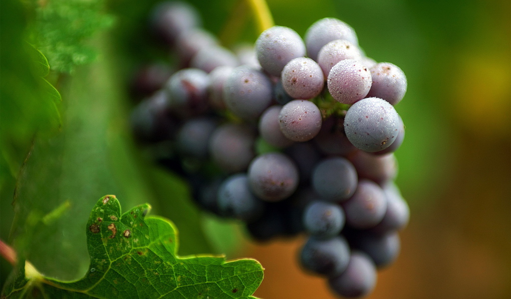 Виноградная лоза