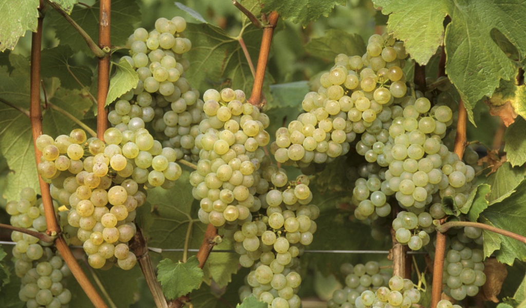Виноградная лоза
