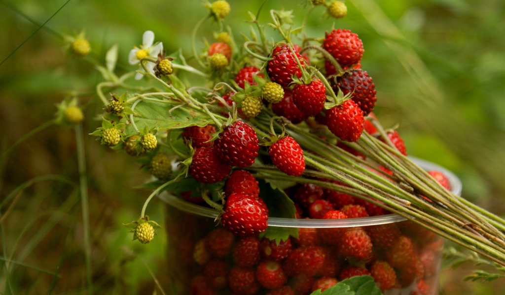 Стаканчик земляники