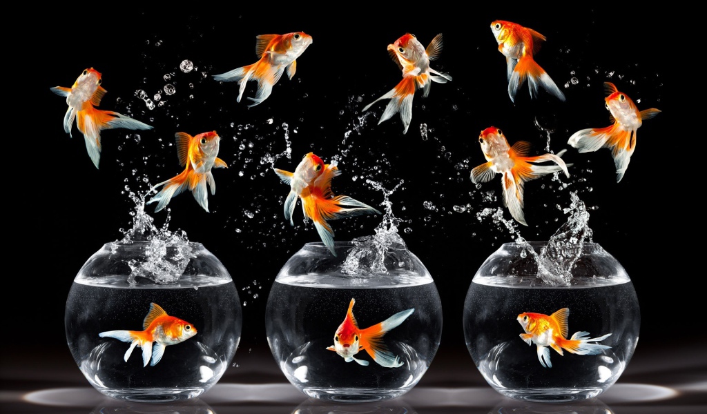 Танцующие рыбки