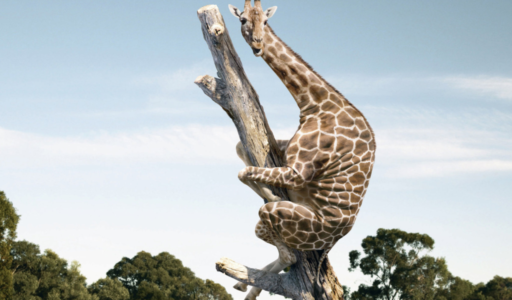 Испугавшийся жираф