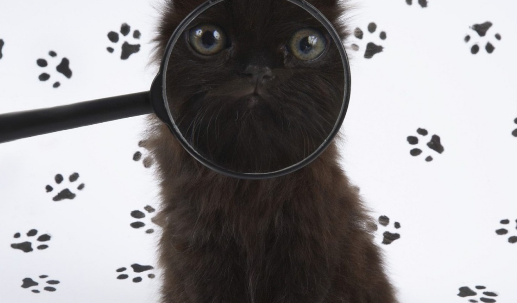 Смешной котэ