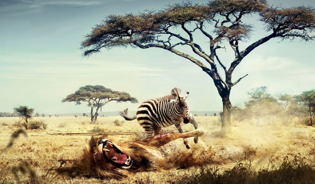 Зебра напала на льва