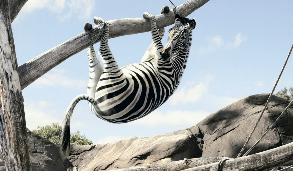 Зебра на ветке