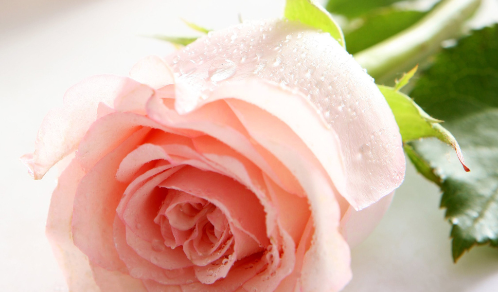 Цветы на праздник