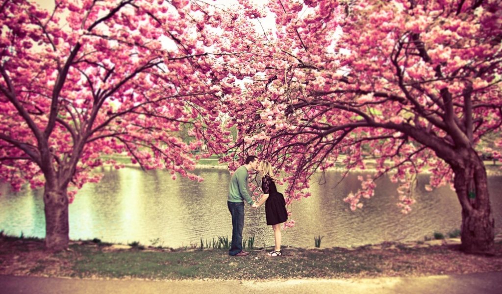 Влюбленные под сакурой
