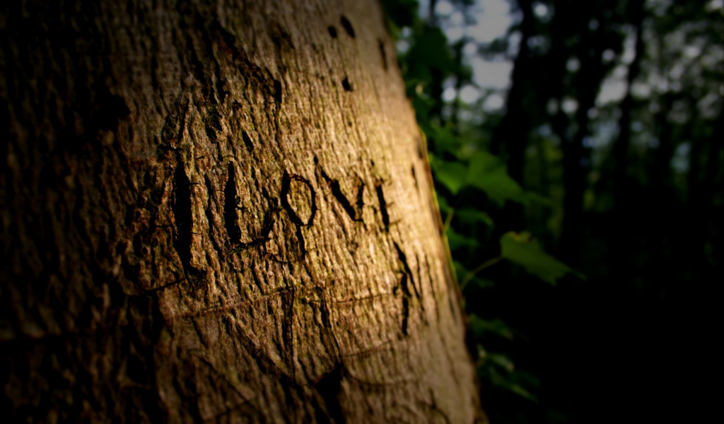 Надпись на дереве