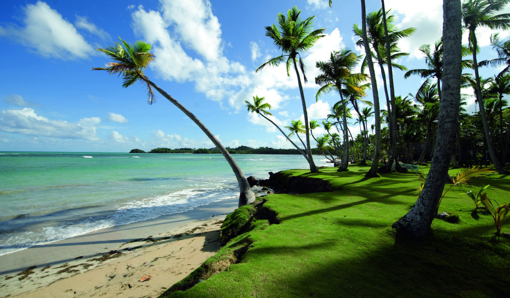 Прибрежные пальмы