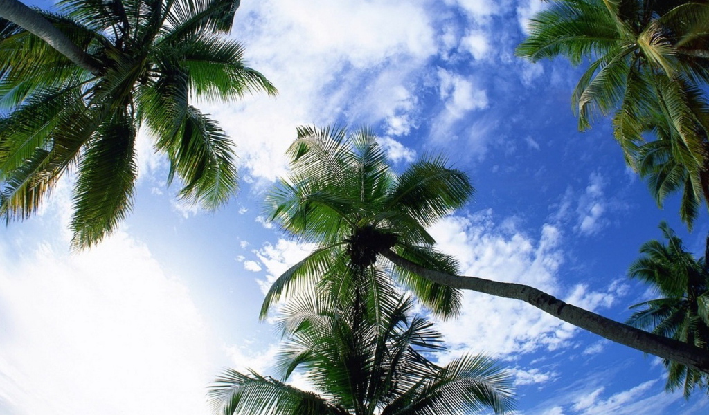 Небо и пальмы