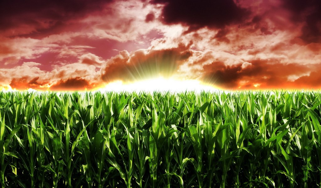 Кукурузное поле на рассвете