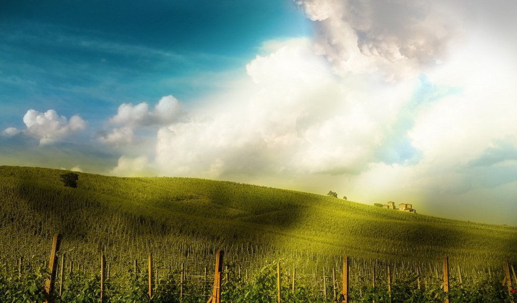 Поле-плантация