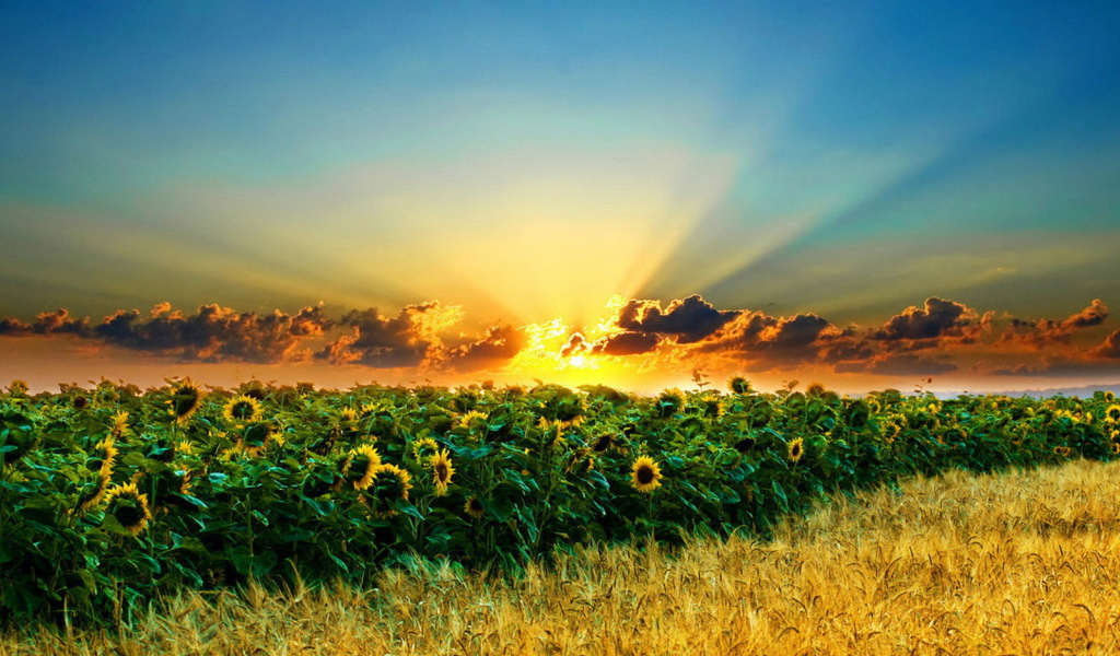 Поле подсолнухов и пшеницы