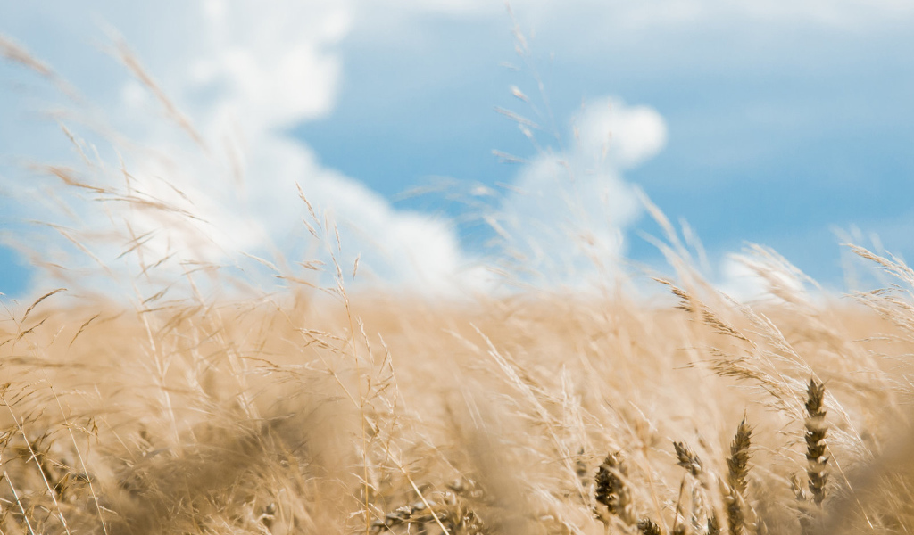 Хлебное поле