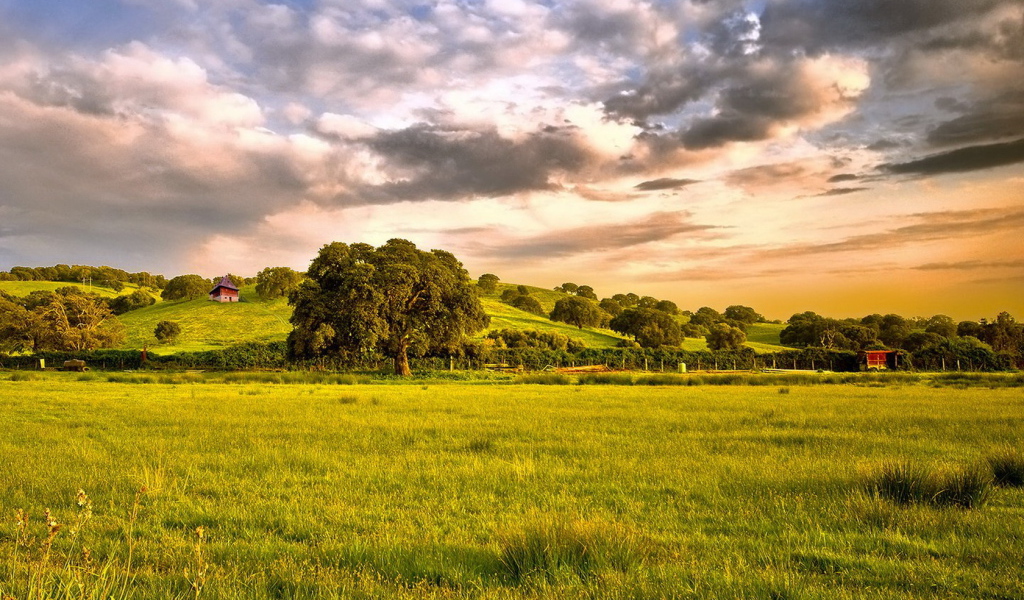 Зеленые просторы