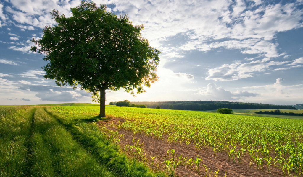 Дерево в поле