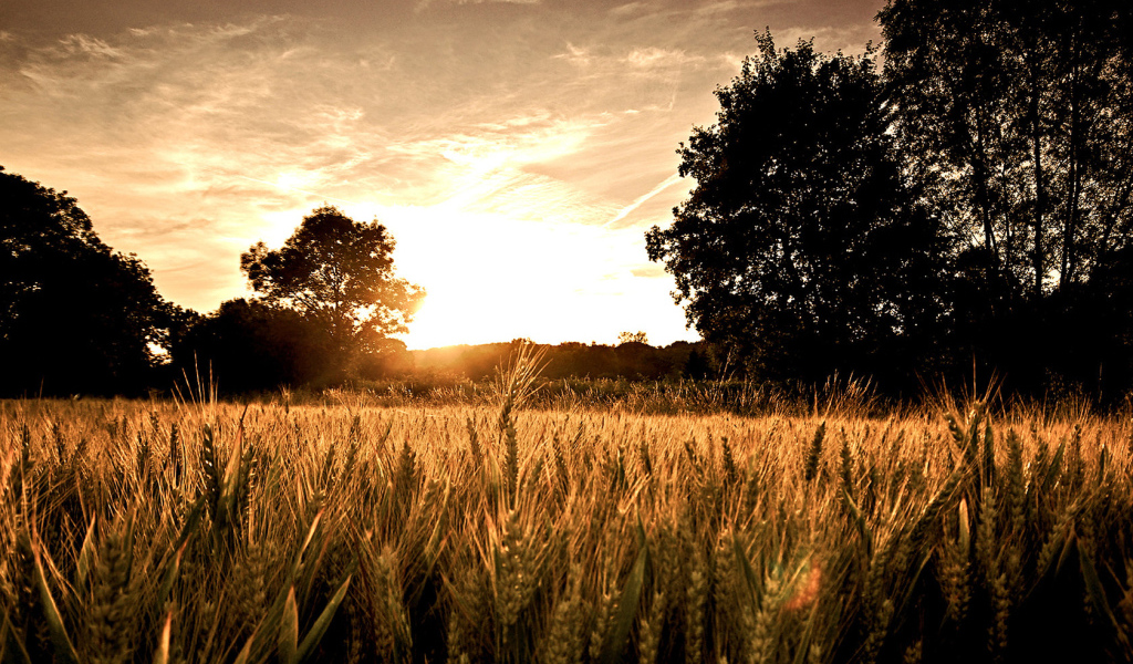 Пшеничное поле на закате