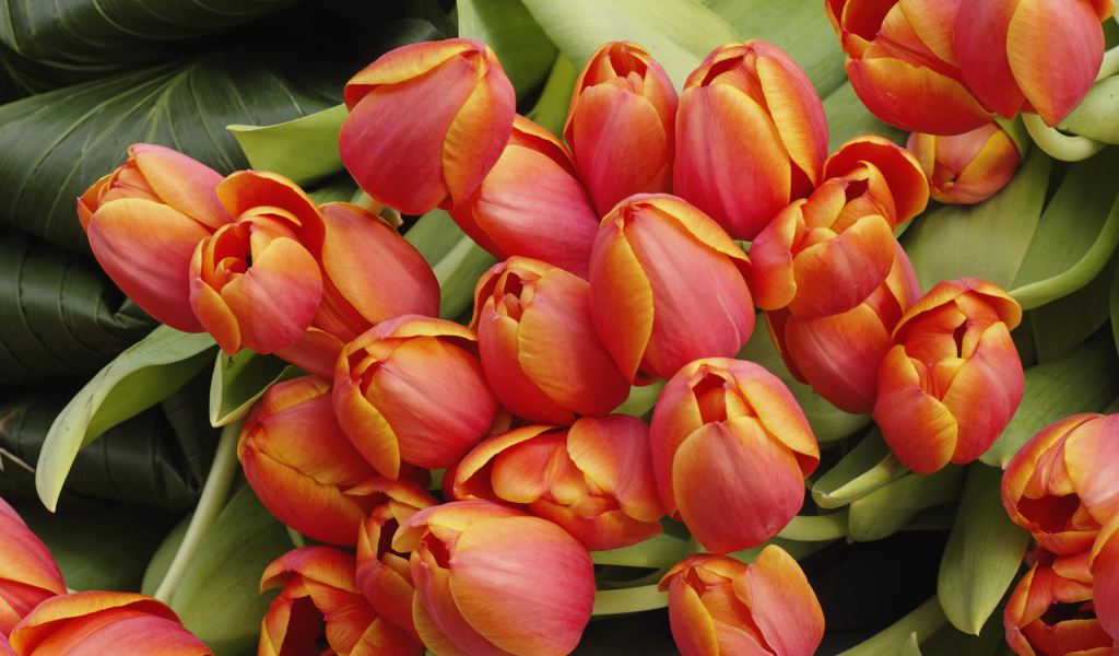 Красивые тюльпаны