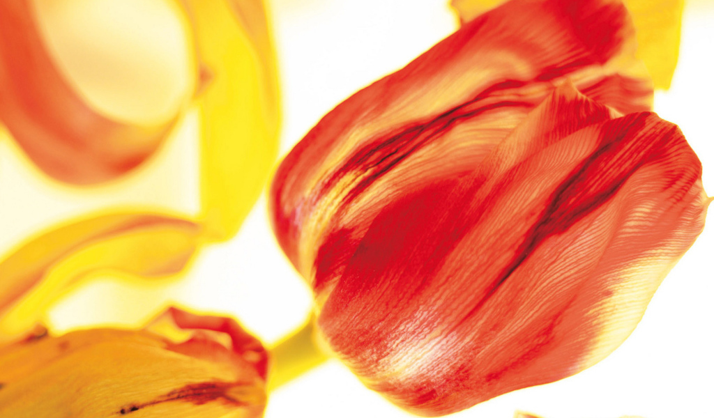 Красивые тюльпаны